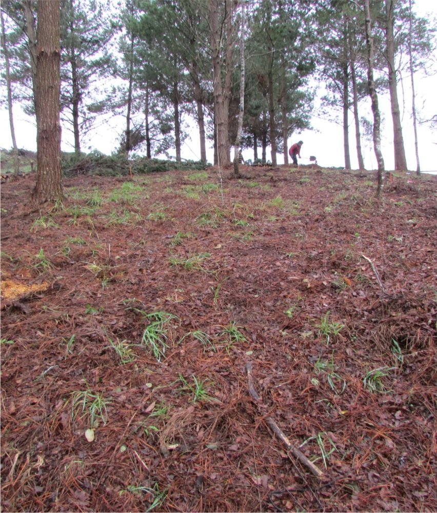 REFORESTACIÓN BOSQUE EL CARMEN 1